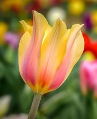 Tulipan Blushing Lady 8 løg